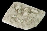 Mississippian Cuneate Coral (Neozaphrentis) Fossils - Arkansas #148600-2